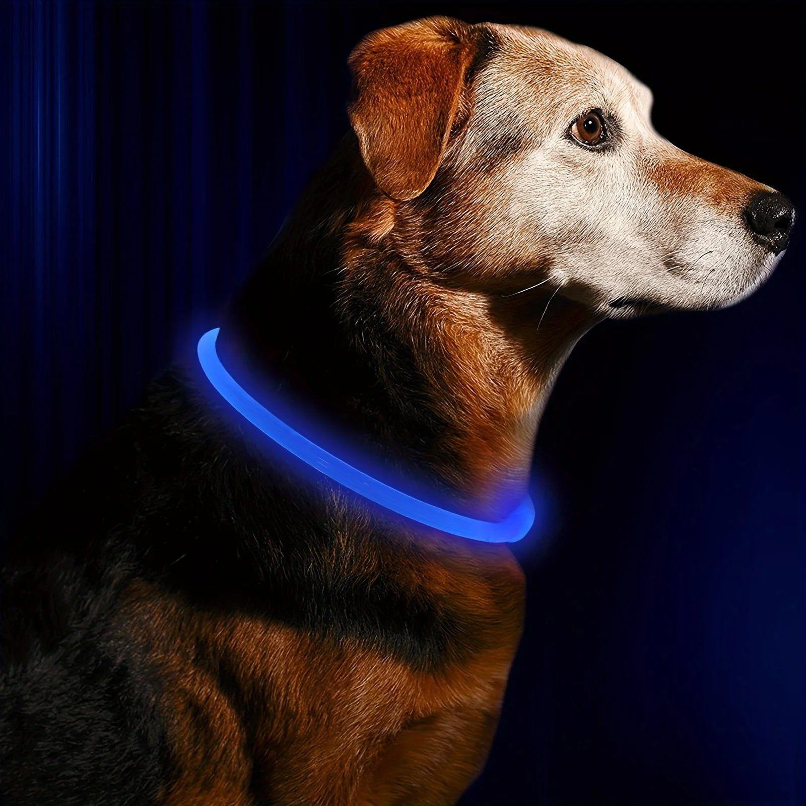 Collier LED Lumineux Rechargeable Anti-Perte pour Chien