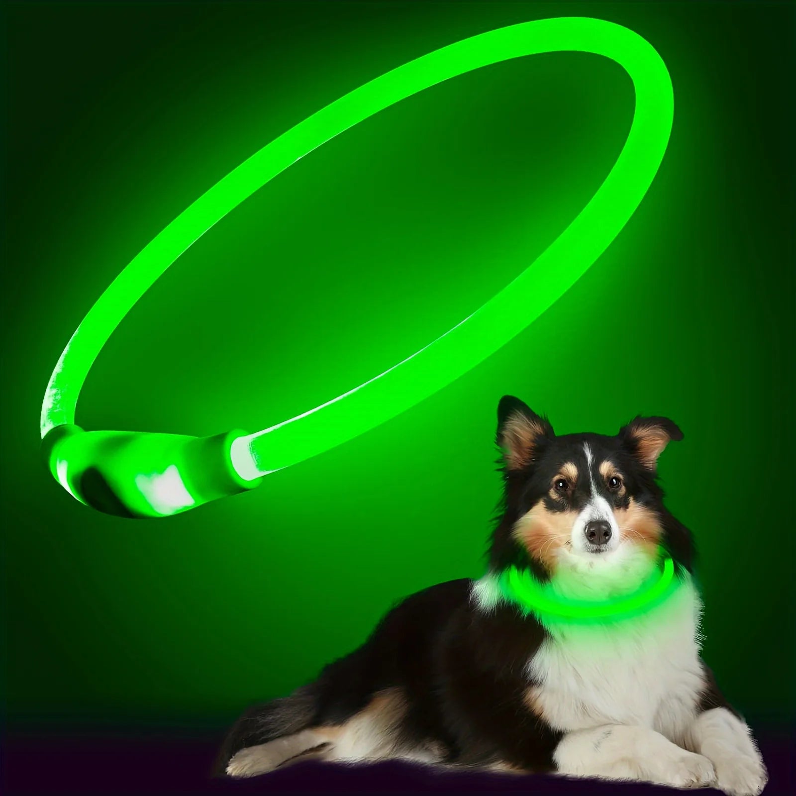Collier LED Lumineux Rechargeable Anti-Perte pour Chien