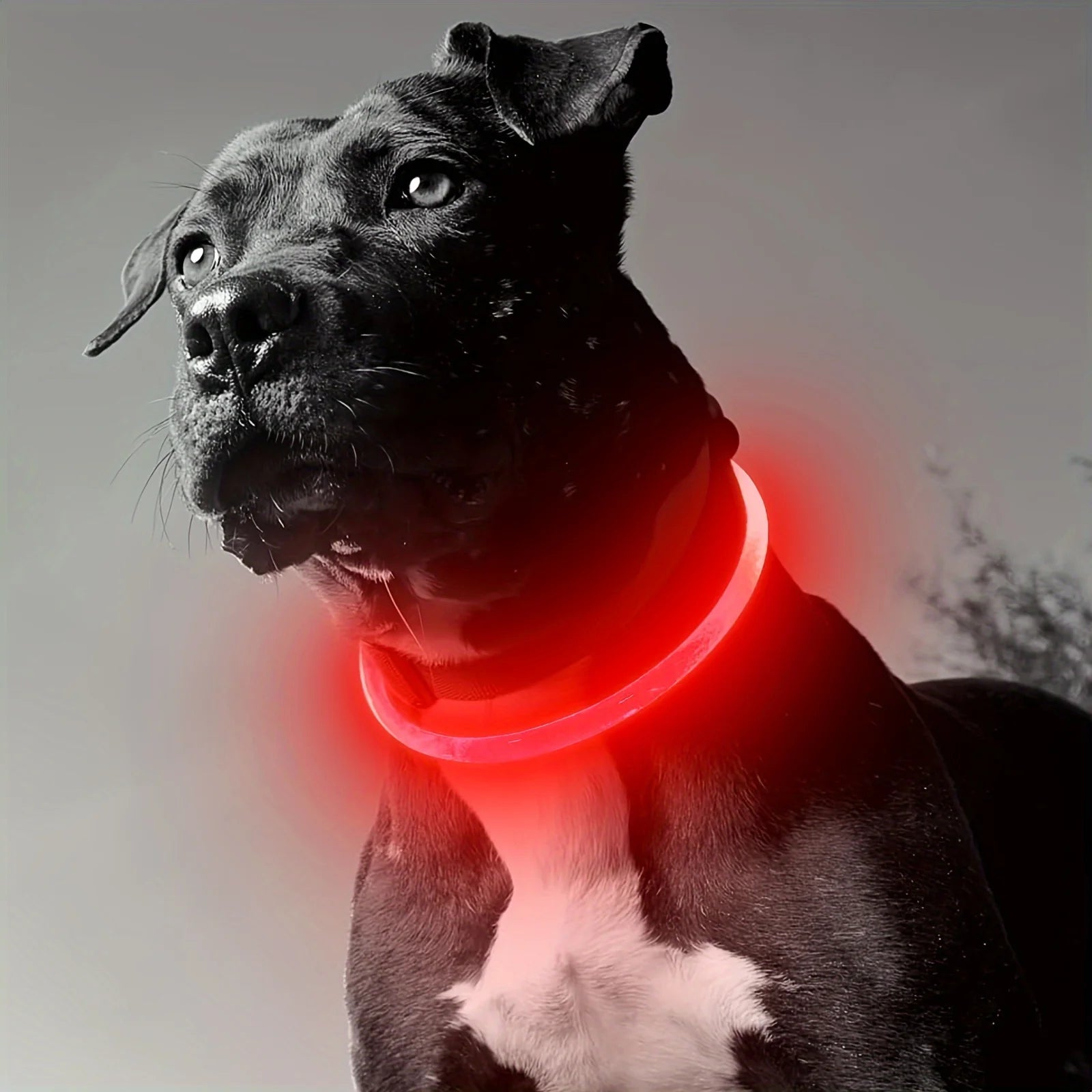 Collier LED Lumineux Rechargeable Anti-Perte pour Chien